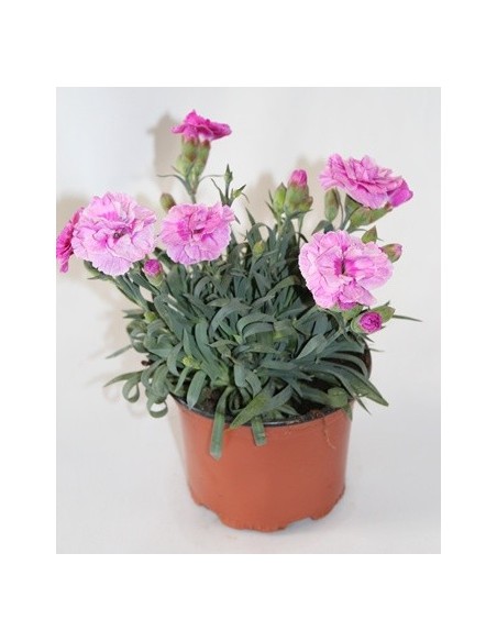 Clavel Ten Nelke por 2,25€ en Germigarden