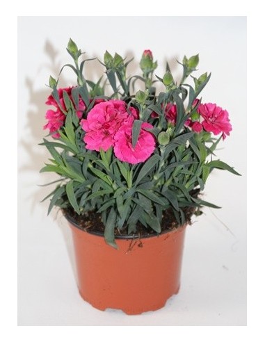 Carnation Ten Nelke pour 2,25 € chez Germigarden