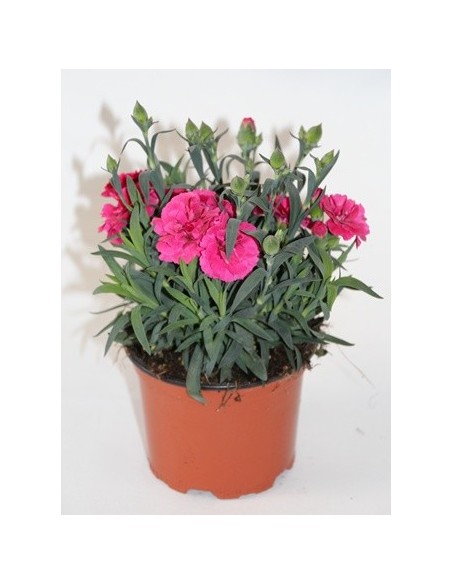 Clavel Ten Nelke por 2,25€ en Germigarden