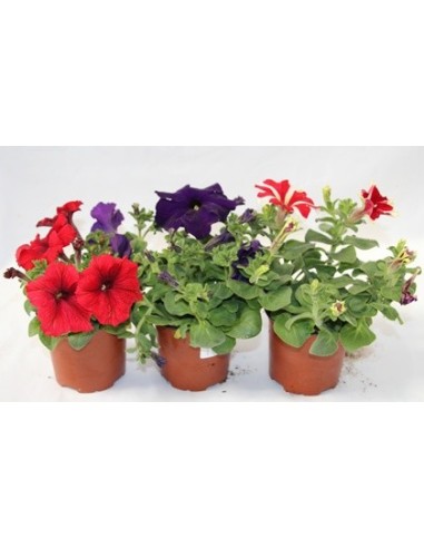 Petunias desde 1,75€ en Germigarden y colores a escojer