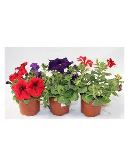 Petunia