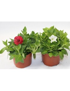 Petunia mini 2