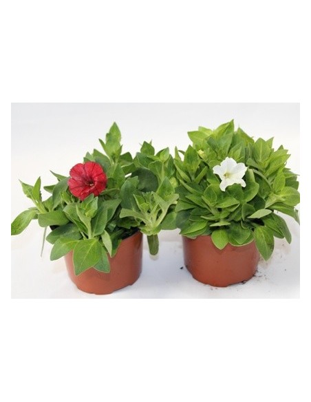 mini pétunia