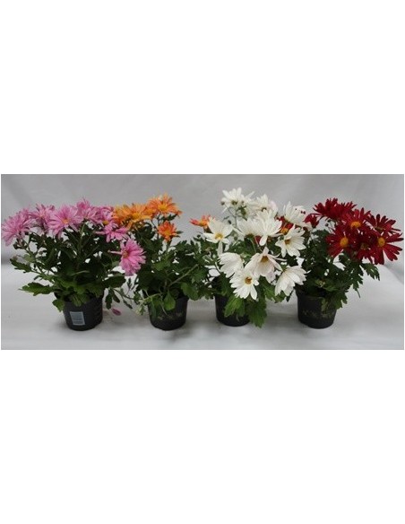 Crisântemo a partir de € 3,50 em Germigarden