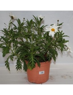 Marguerite à fleurs blanches antiques à partir de 8,75€ chez Germigarden