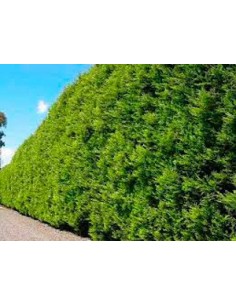 Comprar Leylandii por 5,25€ en Germigarden 2