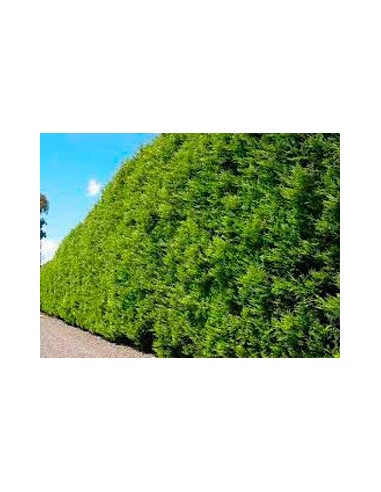 Compre Cipreste-de-leyland em Germigarden