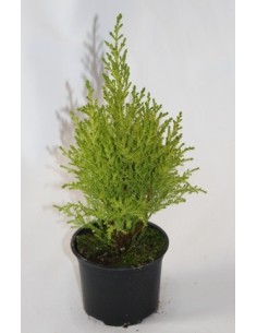 Comprar Gold Crest a Germigarden des de 4€