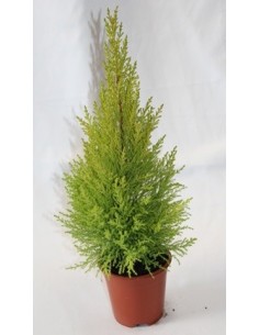 Comprar gold crest desde 4,50€ en Germigarden 2