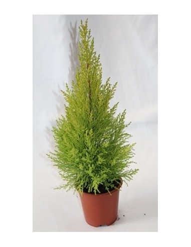Comprar Gold Crest a Germigarden des de 4€