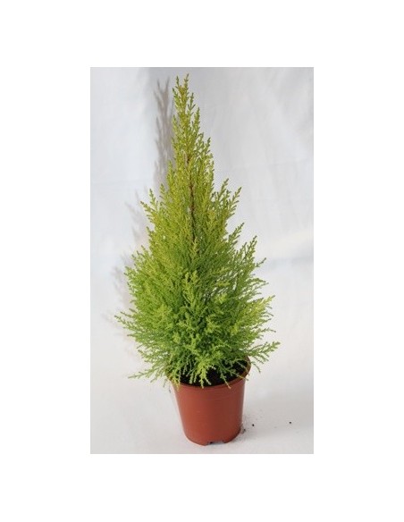Achetez un écusson doré à partir de 4,50 € chez Germigarden