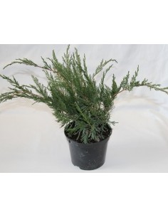 Comprar Juniperus rasteiro ou cedro em Germigarden
