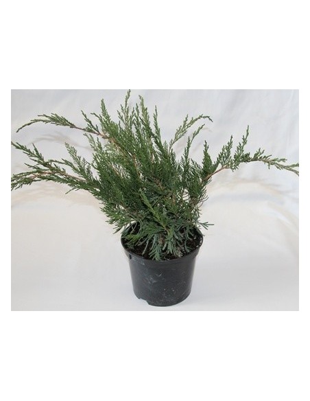 Genévrier Rampant (pot 18 cm ø)