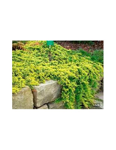 Juniperus rastrer (test 18 cm ø)