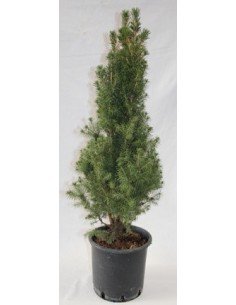 Picea Glauca Conique (pot 19 cm ø)