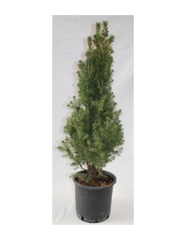 Picea Glauca Conique (pot 19 cm ø)