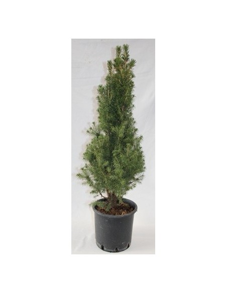 Picea glauca cónica (maceta 19 cm ø)
