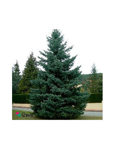 Picea Glauca Conique (pot 19 cm ø)