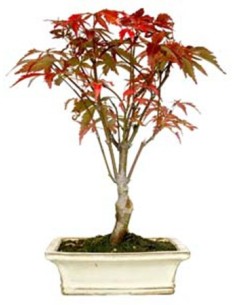 Bonsái Acer (Acer palmatum) o bonsái arce japonés