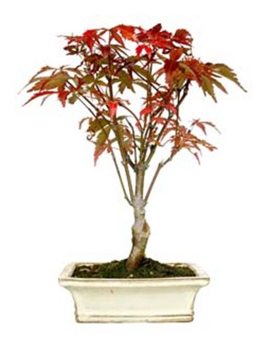 Bonsai arce japonés