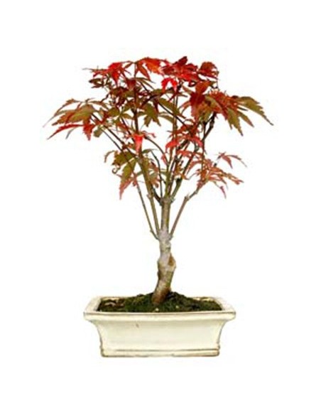 Bonsai Acer