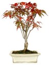 Acer bonsai ou Bôrdo-japonês (Acer palmatum)