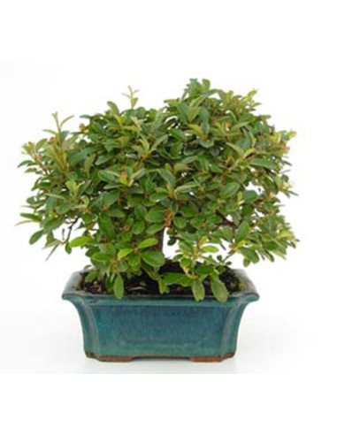 Bonsái Cotoneaster Horizontalis