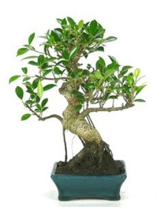 Bonsai Ficus (Ficus Retusa)
