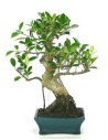Bonsai Ficus (Ficus Retusa)