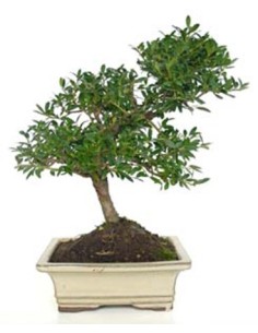 Bonsai Ilex (Ilex microphylla)