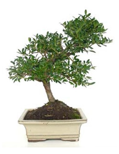 Bonsai Ilex (Ilex microphylla)