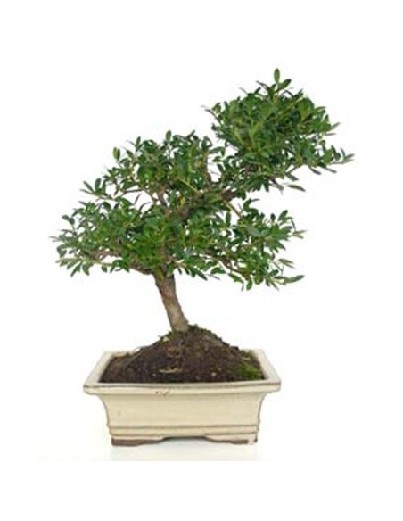 Bonsai Ilex (Ilex microphylla)