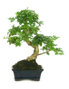 Bonsai Ligustrum