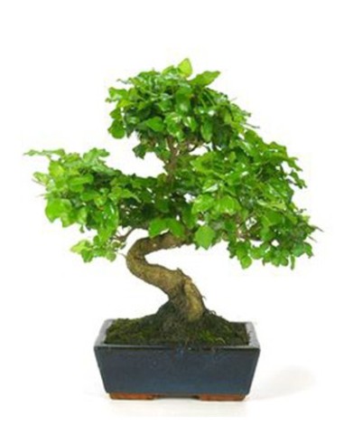 Bonsai ligustrum