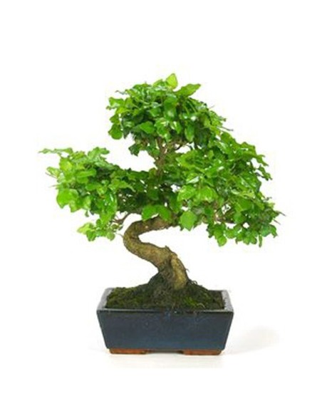 Bonsai Ligustrum