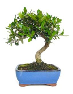 Bonsai Olivera (Olea europea)