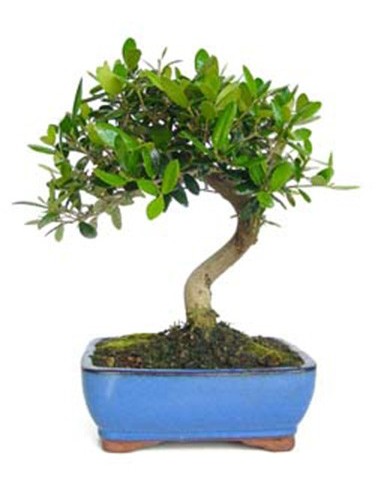 Bonsai olivera (Olea)