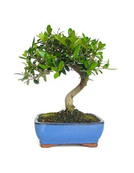 Bonsai olivera (Olea)
