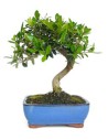 Bonsaï Olivier (Olea europea)