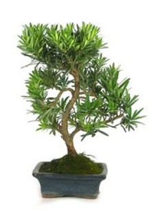 Bonsai Podocarpus