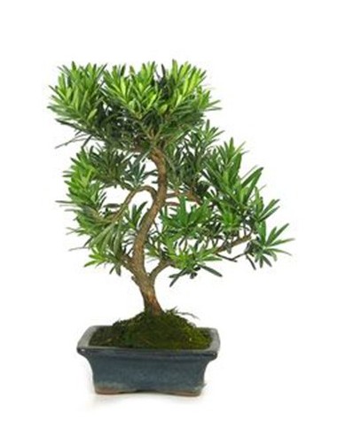 Bonsai Podocarpus