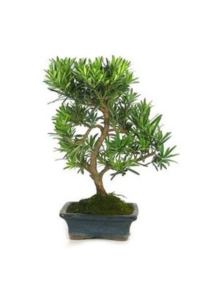 Bonsai Podocarpus