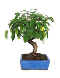 Pommier bonsaï (Malus)