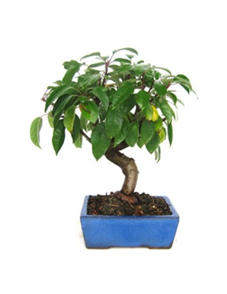 Bonsai manzano (Malus)