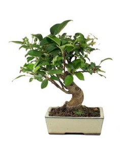 Macieira bonsai (Malus) 2