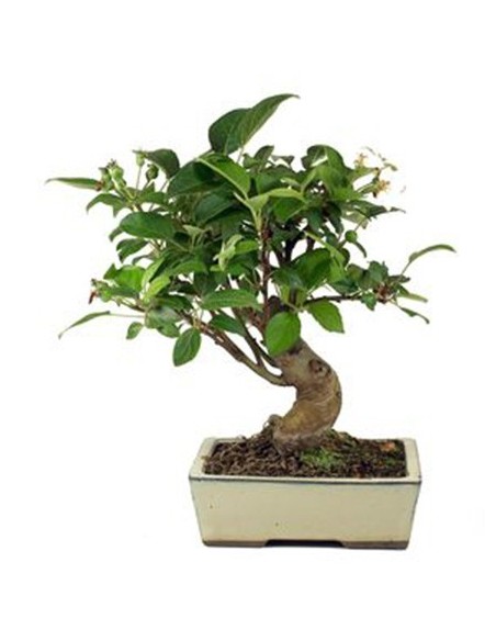 Pommier bonsaï (Malus)