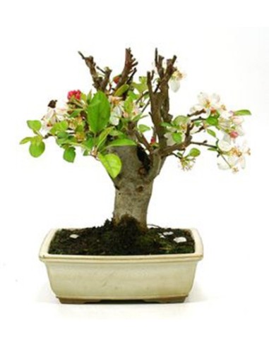 Pommier bonsaï (Malus)