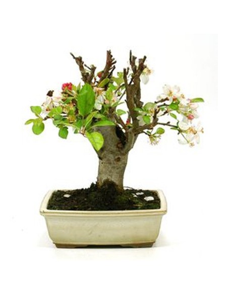 Bonsai pomera (Malus)