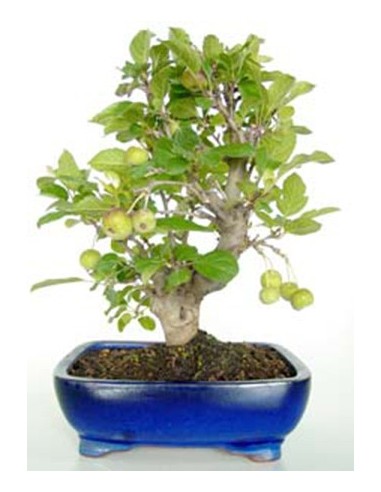 Pommier bonsaï (Malus)