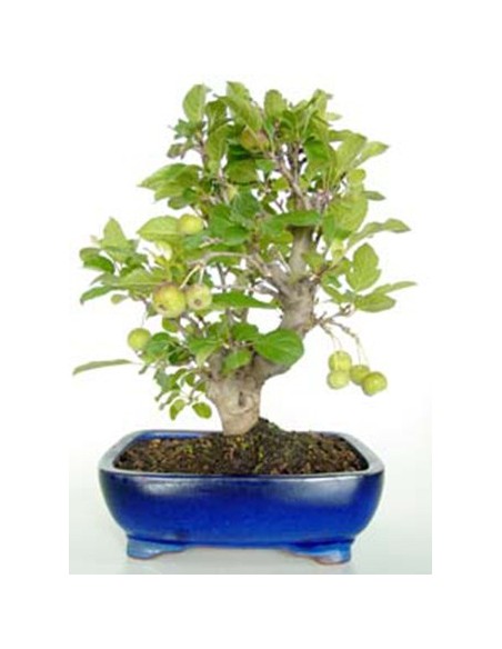 Macieira bonsai (Malus)